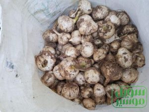 موسیر دارای خواص باور نکردنی