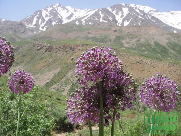 فواید درمانی موجود در موسیر