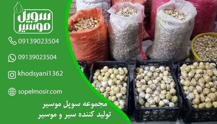 فروش موسیر کوهی در استان اصفهان