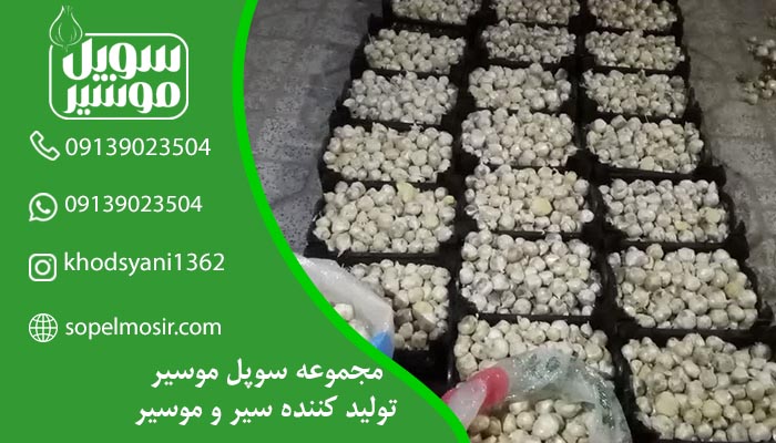 خرید بذر موسیر صادراتی برای کشور عراق + فیلم