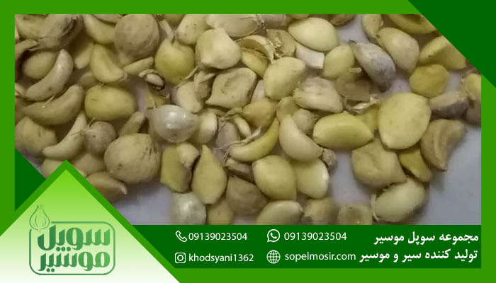 موسیر بذری عمده + خرید و فروش