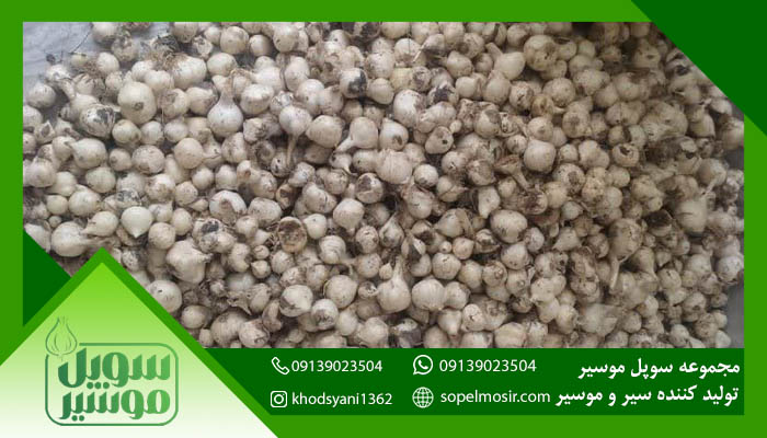 موسیر دشتی اصفهان به صورت عمده