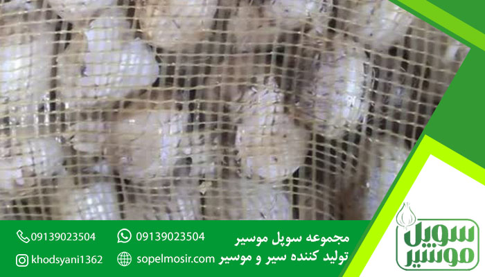 موسیر بذری عمده + خرید و فروش