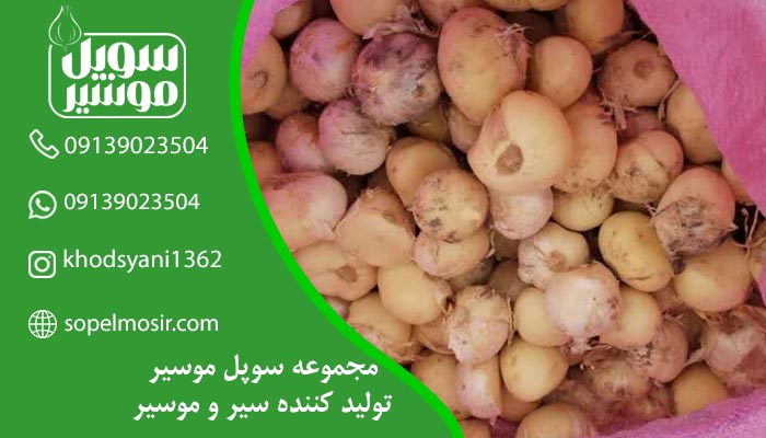 فروشنده موسیر تازه آماده بارگیری