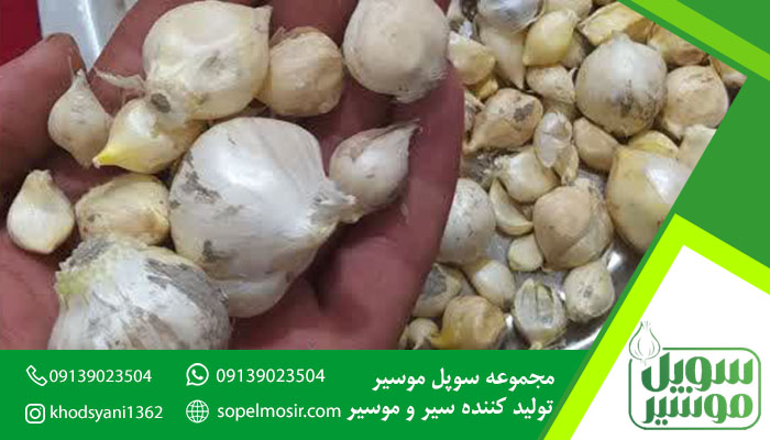 موسیر بذری عمده + خرید و فروش