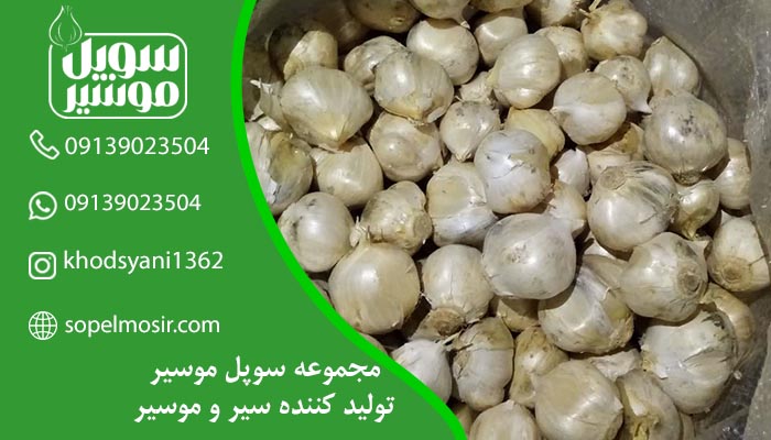 تولید کننده موسیر در شهر اصفهان