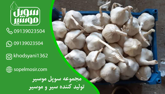 خرید عمده سیر سفید در شهر همدان