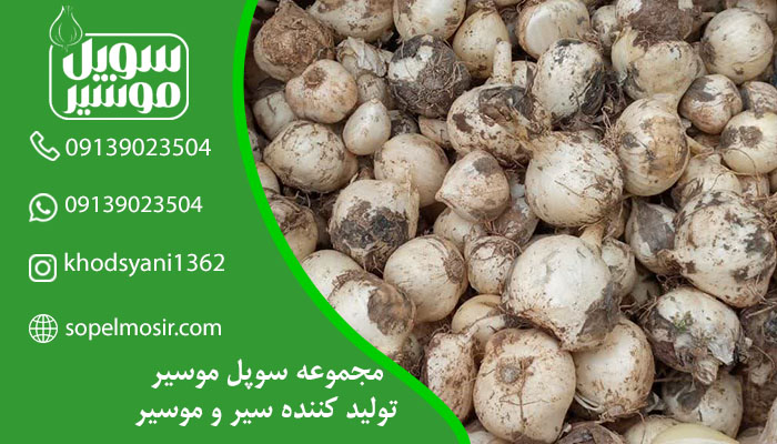 موسیر عمده مشهد با قیمت ارزان