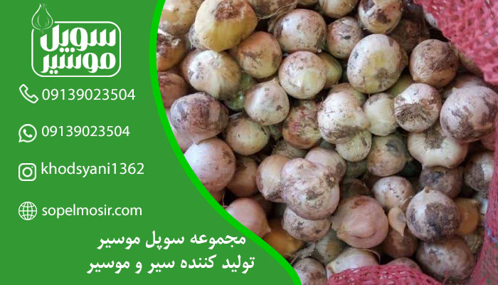 فروش موسیر کوهی در استان اصفهان