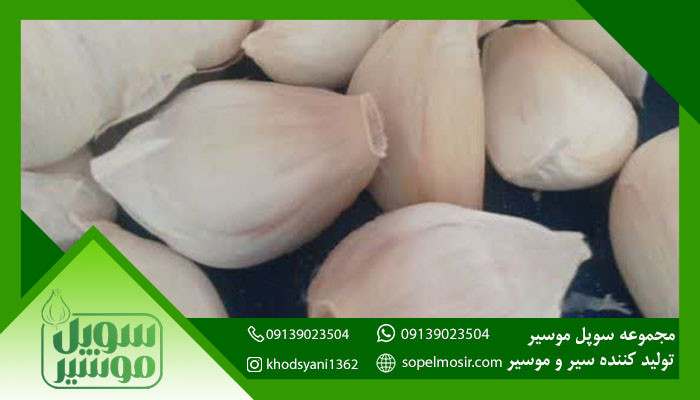 سیر عمده ای تازه + خرید و فروش